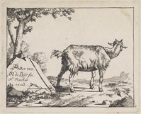 KG 04320
<br/>
Titelblad met jong geitje (serie van 8)
<br/>
<em>Bije, Marcus de (1639-ca. 1690)</em>